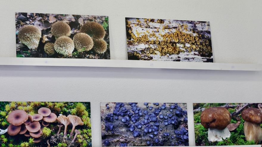 Aranzadi presenta un catálogo digital con 3.474 especies de hongos de Gipuzkoa
