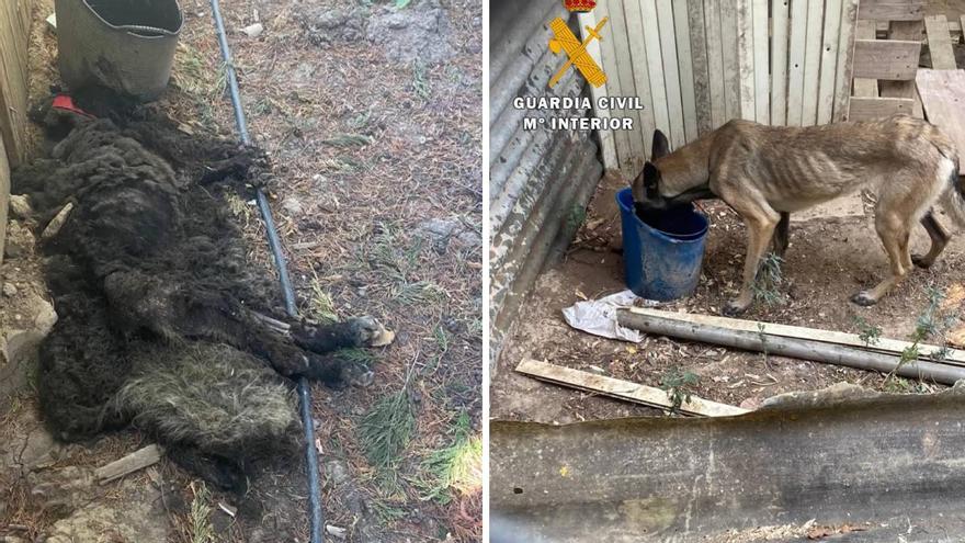Destapan un caso de maltrato animal &#039;atroz&#039; en la Merindad de Estella
