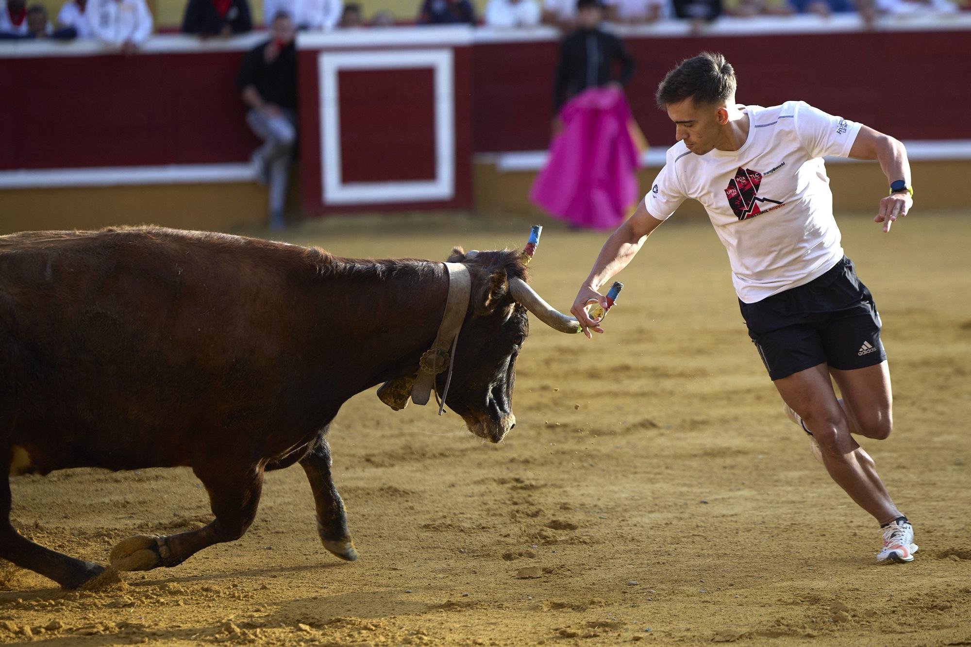 Suelta de vaquillas en las fiestas de Tudela (viernes 25 de julio de 2025)