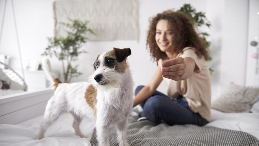 Veterinarios alertan: el exceso de emoción de tu perro al verte puede no ser buena señal