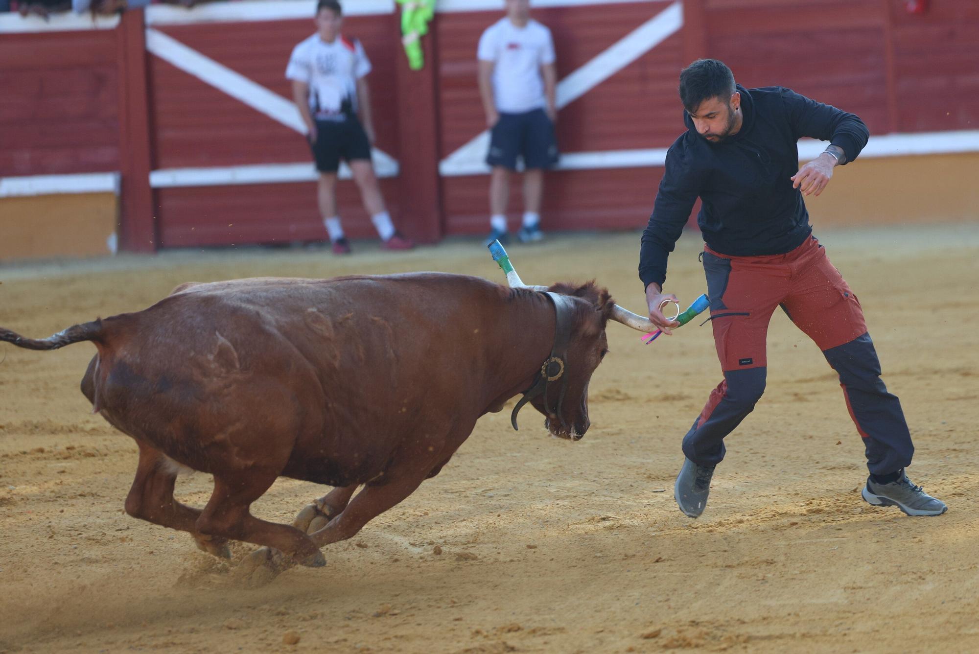 Suelta de vaquillas tras el tercer encierro de Tudela