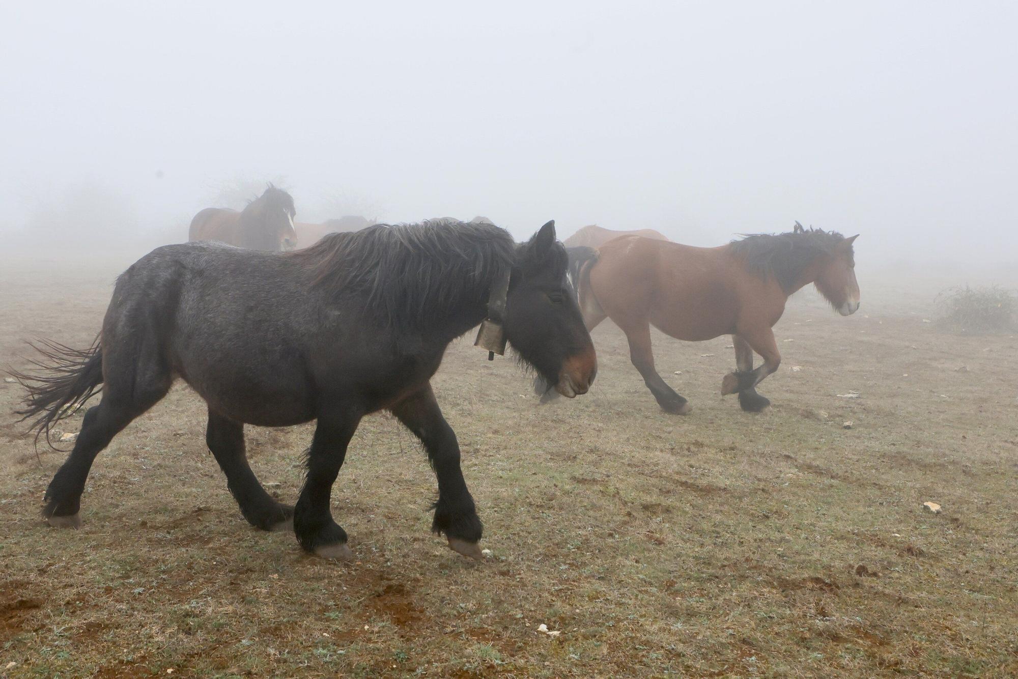 Reportaje a Raúl Rituerto, presidente de la Asociación alavesa de criadores de equino