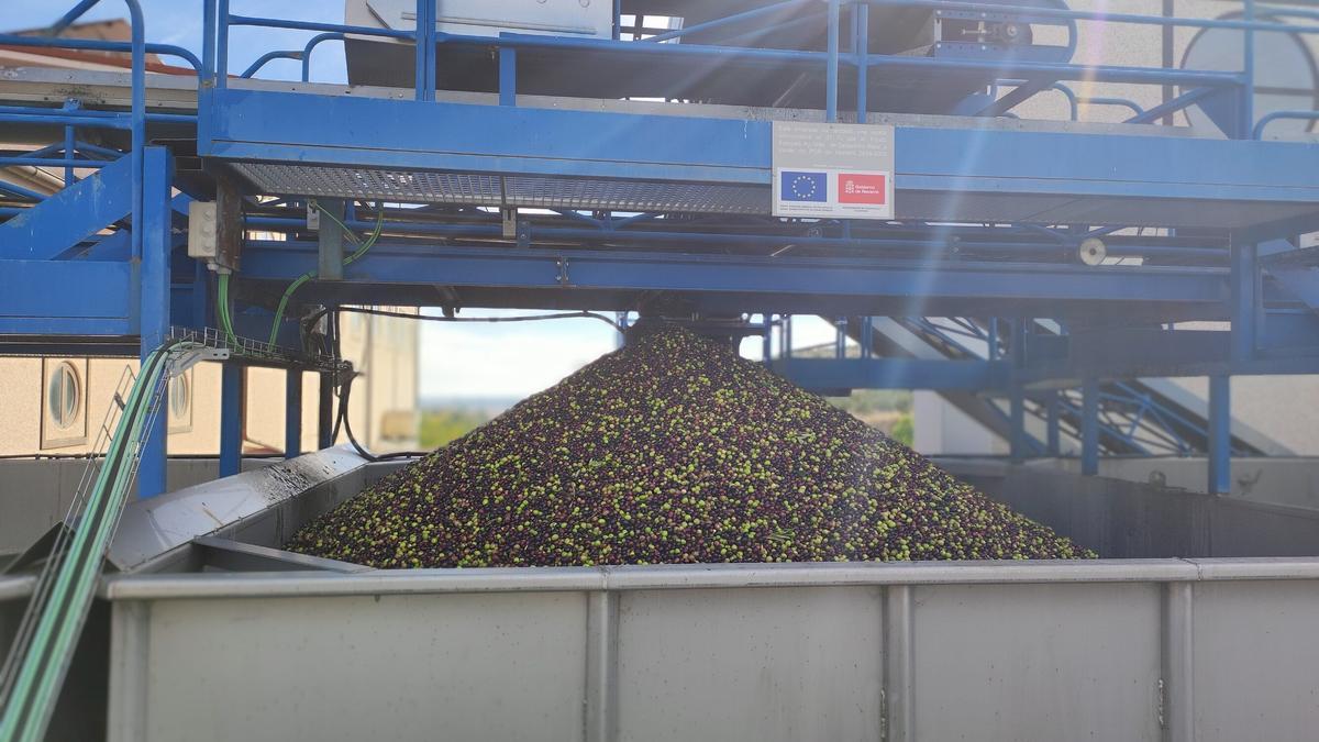 Una de las tolvas con la nueva oliva de 2025, en Arróniz.