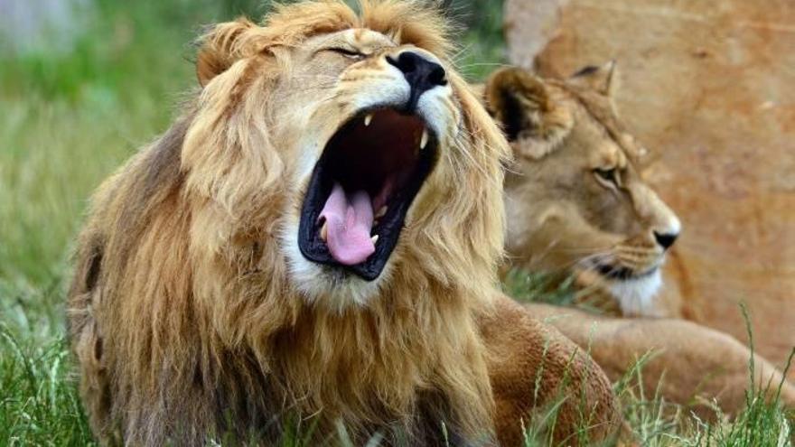 Un león mata a una turista estadounidense en un parque natural sudafricano