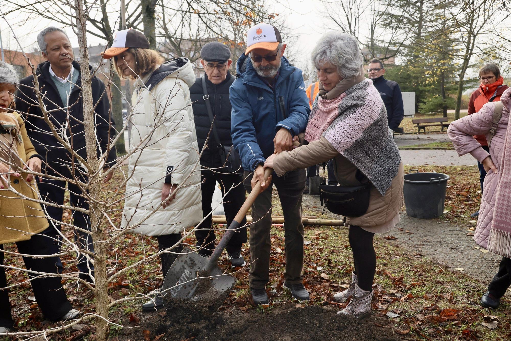 En imágenes: Un árbol para 25 años de lucha contra el párkinson en Vitoria