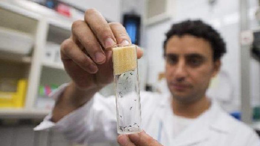 En la imagen, el mosquito transmisor del zika, el ‘Aedes aegypti’, estudiado en un laboratorio austriaco.