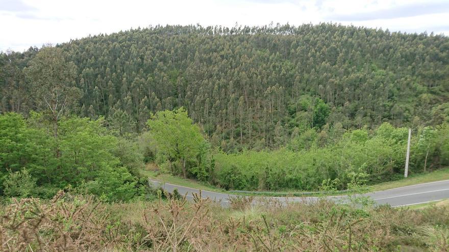 Maruri-Jatabe licita la explotación forestal del monte Gallarre