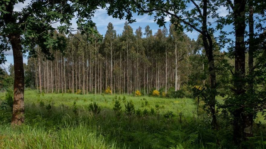 Basogintzan eukaliptoa erabiltzeko hautua birplanteatu egin beharko litzakekeela dio EHUko ikerlan batek
