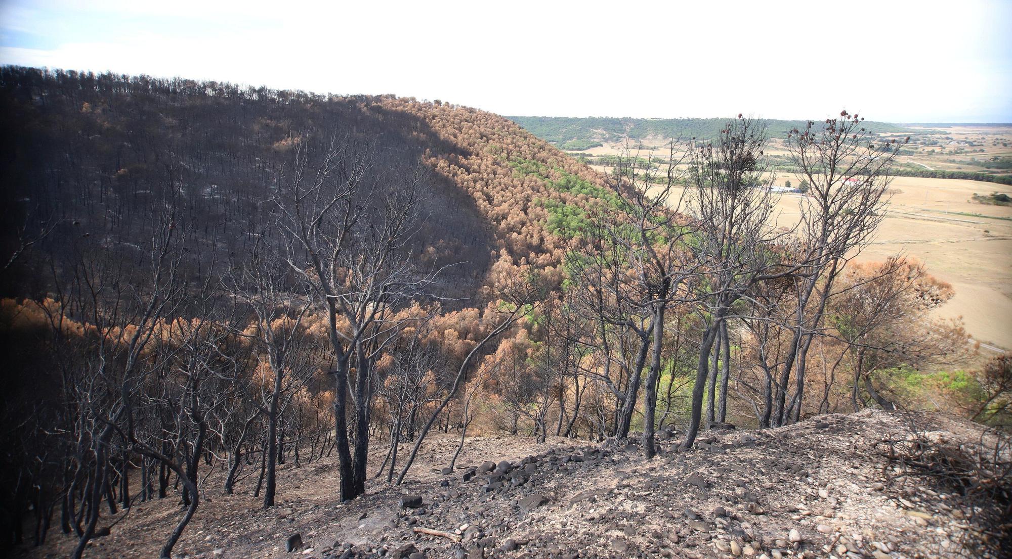 Así han quedado los montes afectados por el incendio de Carcastillo