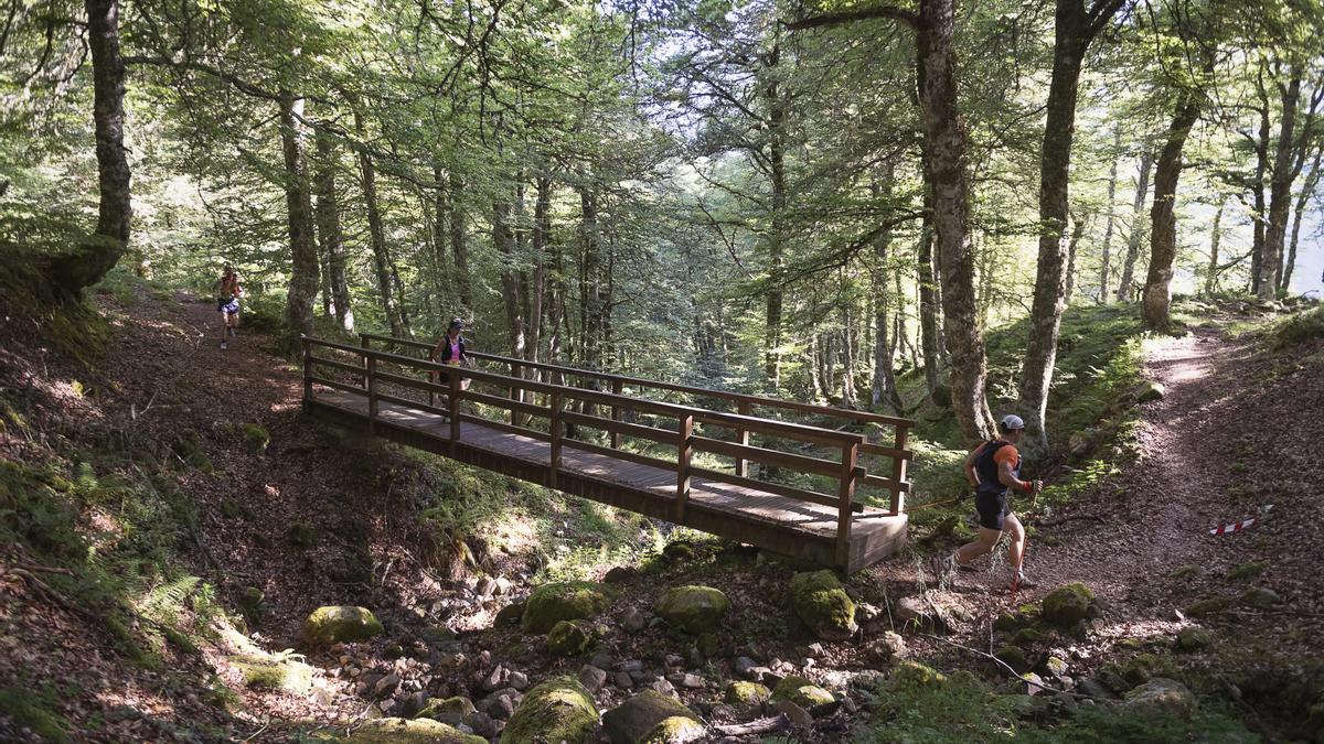Bosque de la Farfada