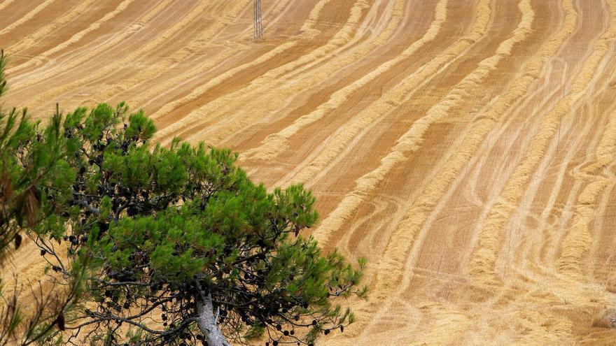 La campaña del cereal recolecta 880.000 toneladas en Navarra, un 5,3% menos por las continuas precipitaciones