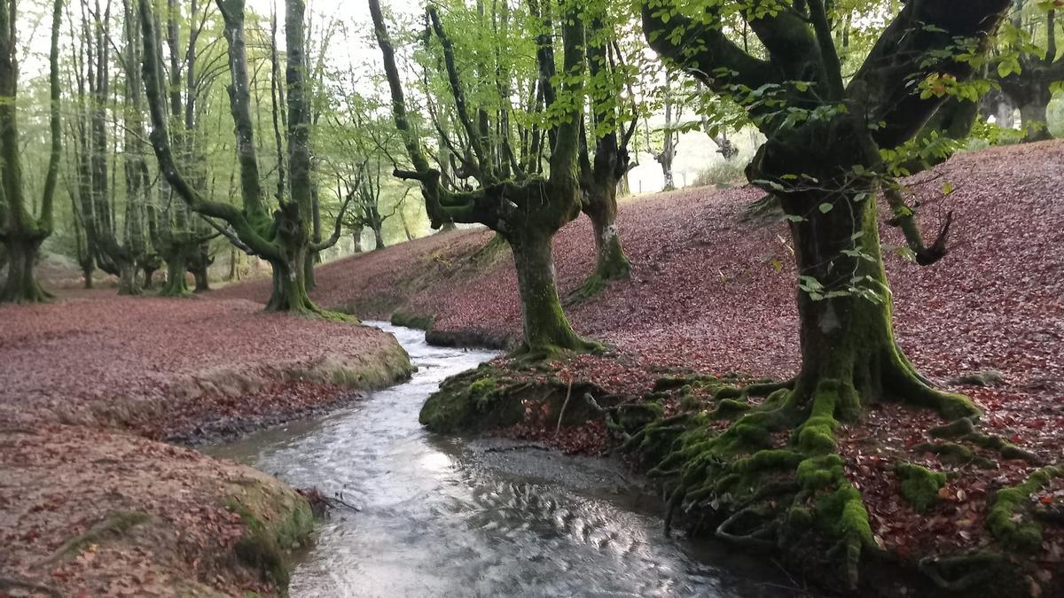Un bosque de cuento. Un bosque de cuento.