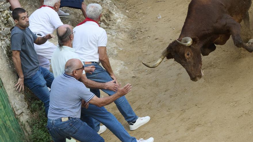 Octavo y último encierro del Pilón de Falces 2026: veloz e inesperada carrera de las vacas de Teodoro Vergara