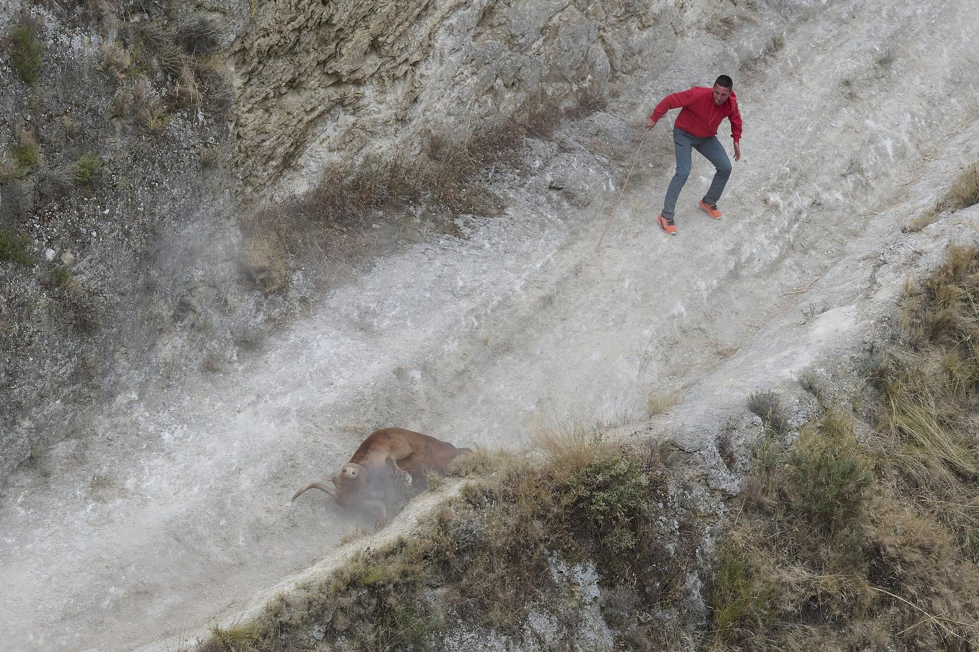 Una de las vacas se tropezó y quedó rezagada.
