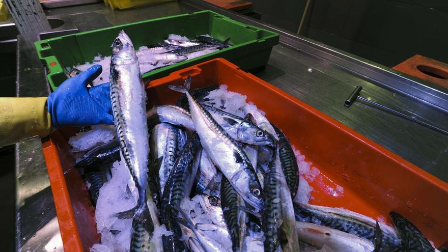 Ránking definitivo: los pescados con más mercurio y los que puedes comer sin miedo