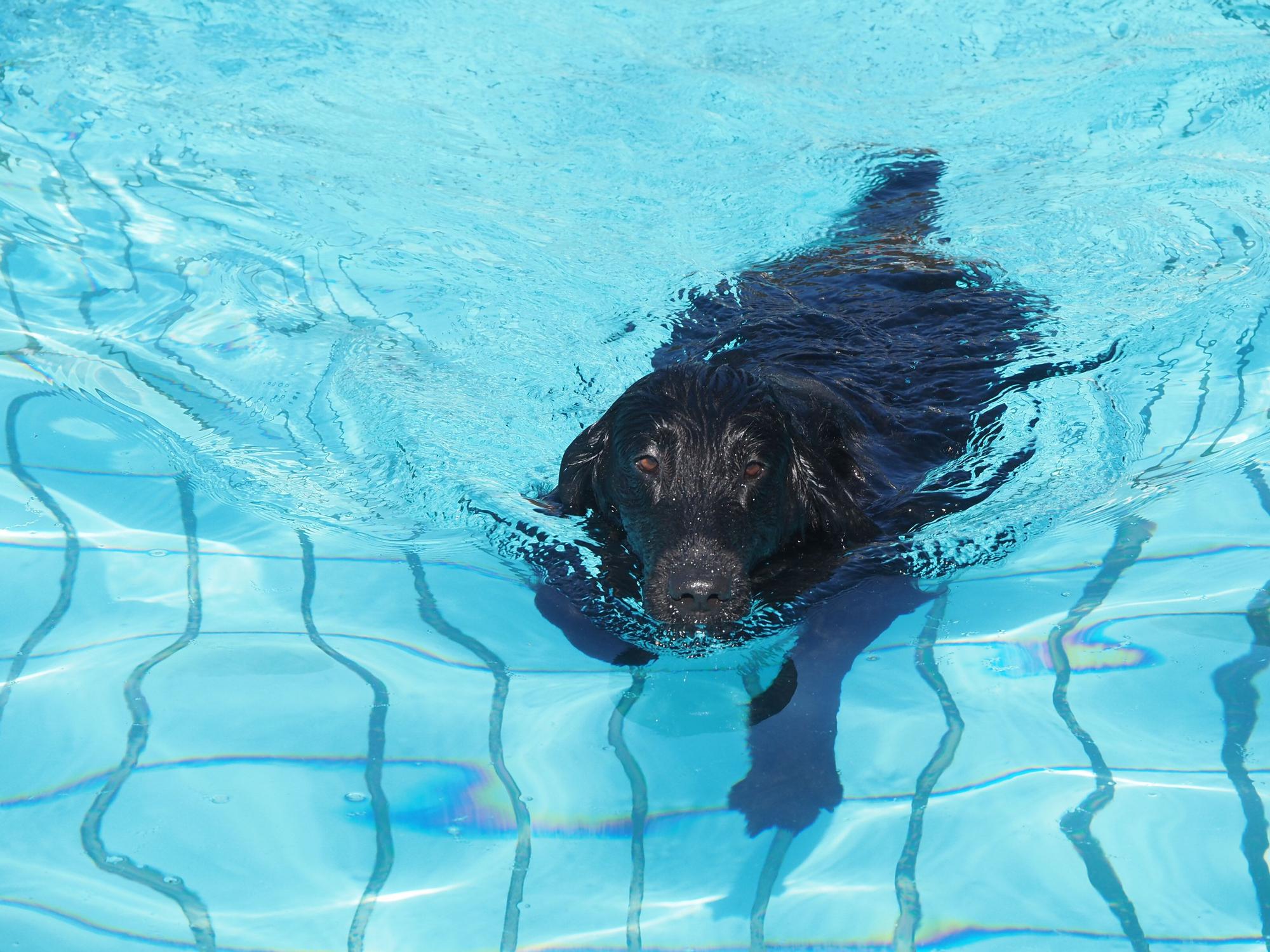 Las piscinas de Eibar han sido coto privado para los perros