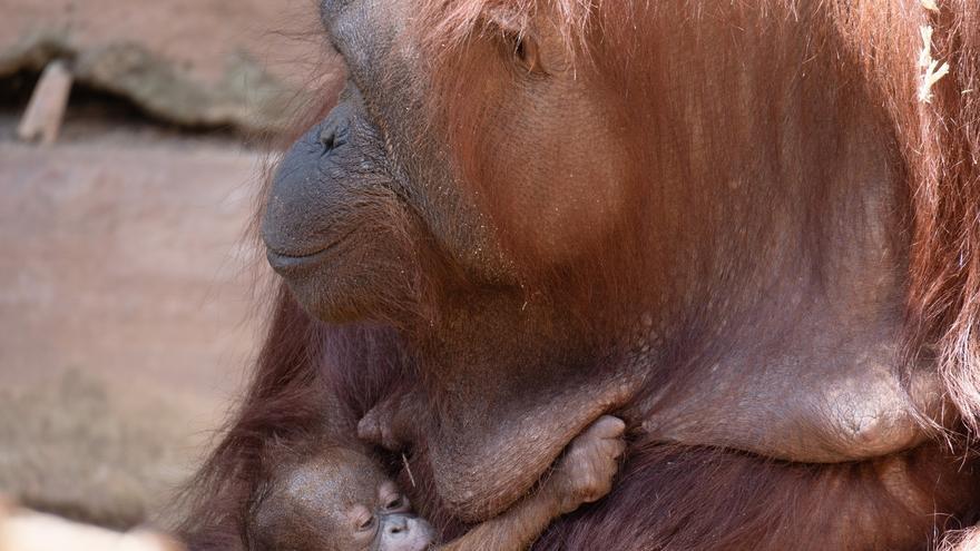 Nace un orangután de Borneo en Bioparc Fuengirola, especie en peligro crítico de extinción