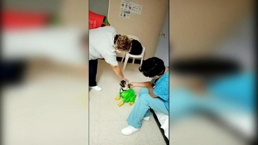 Un perro ayuda a aliviar el estrés en personal de salud