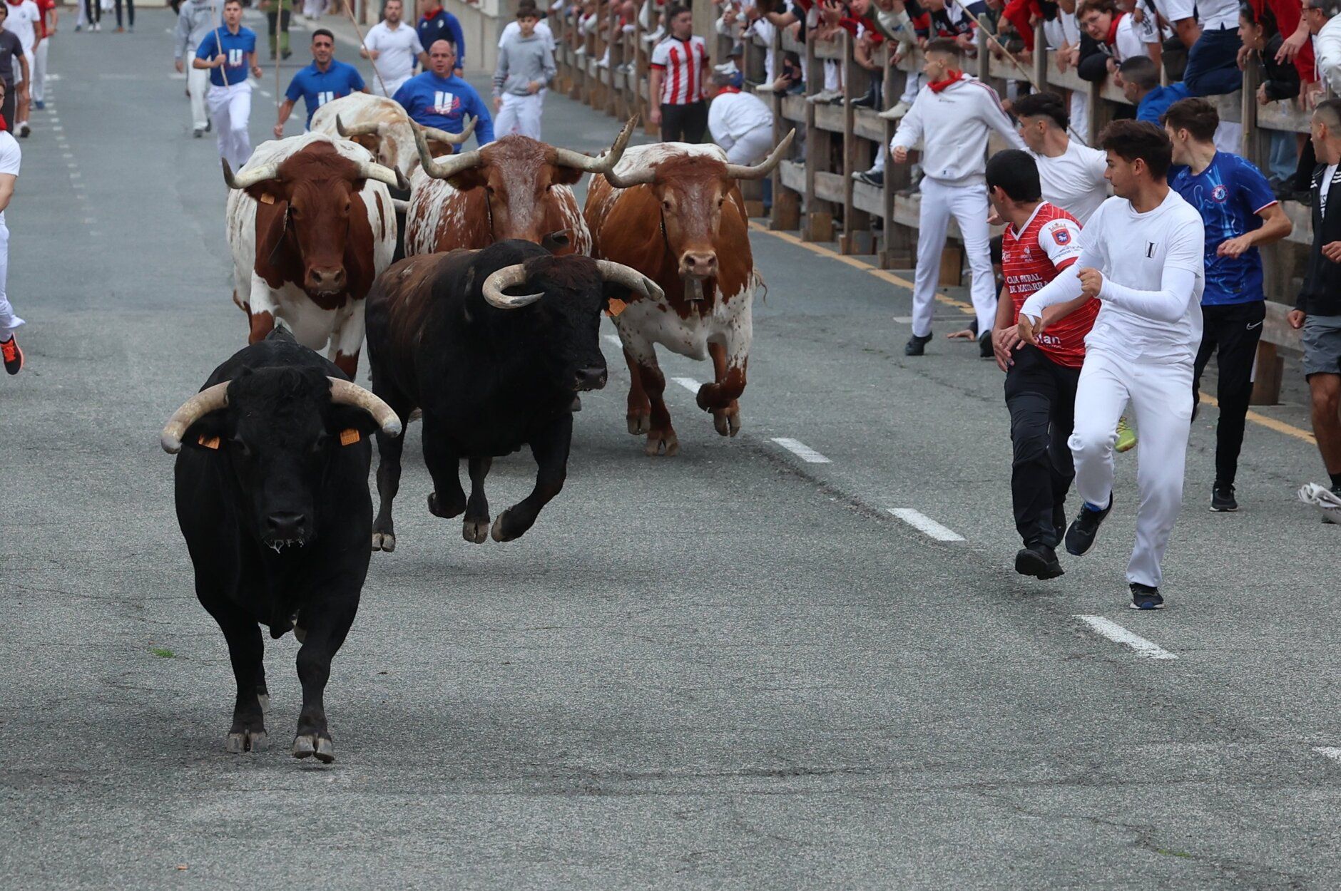 Fotos del primer encierro de fiestas de Sangüesa