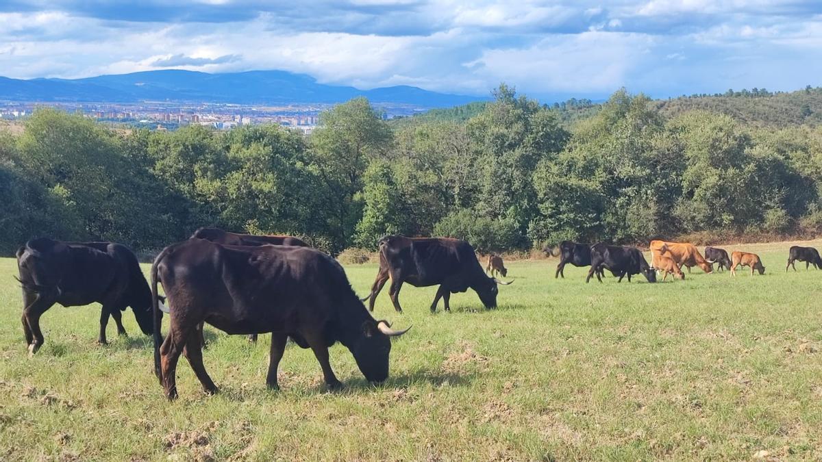El ganado pasta tranquilo en un entorno abierto con el perfil urbano de Vitoria-Gasteiz al fondo de la imagen