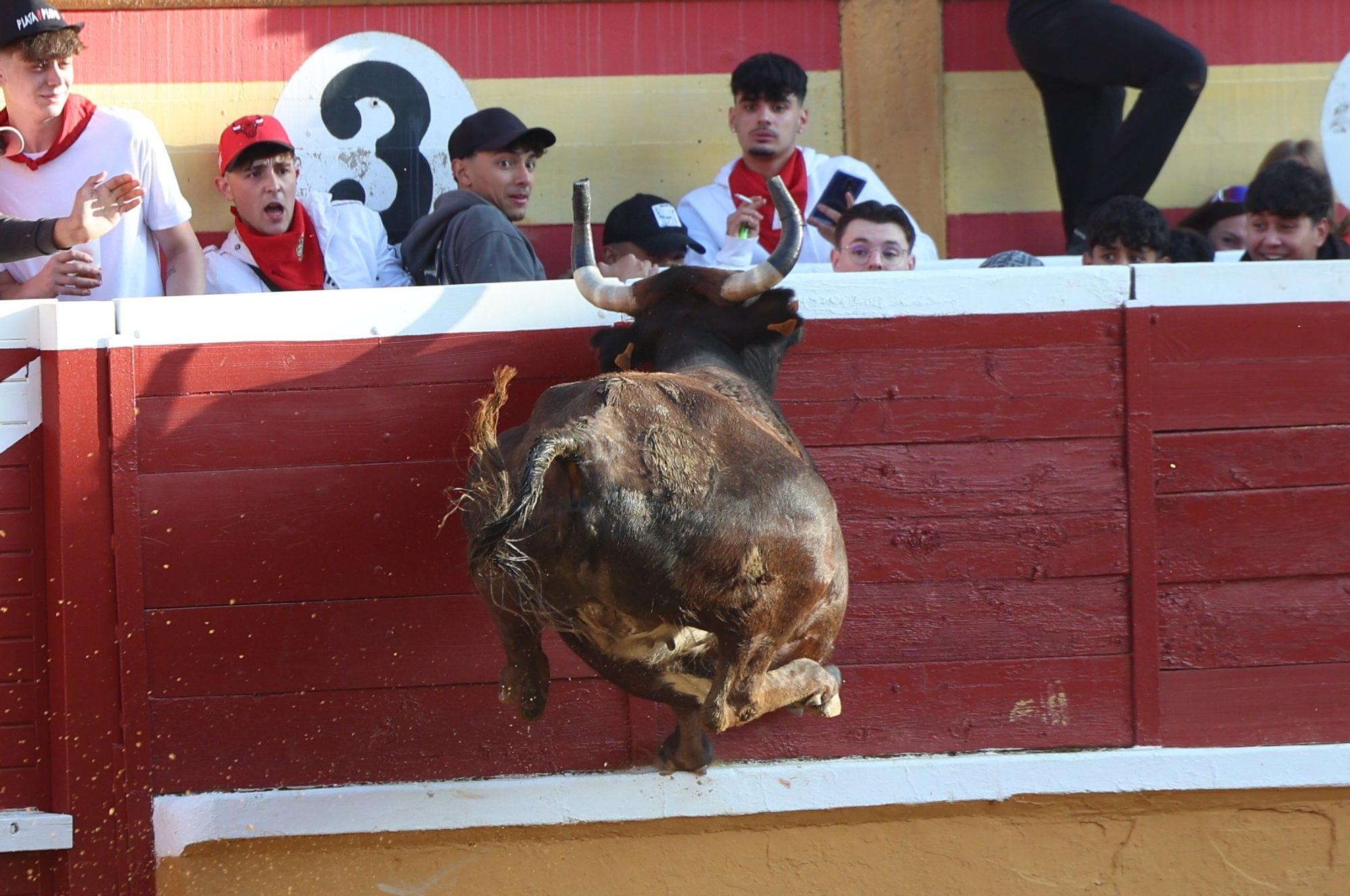 Revolcón de un mozo en las vaquillas de Tudela