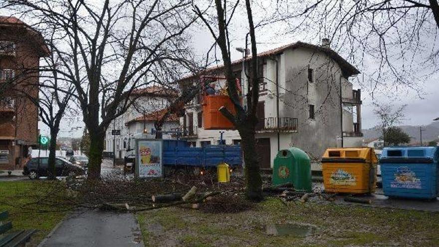 Operarios podando un árbol de forma preventiva.