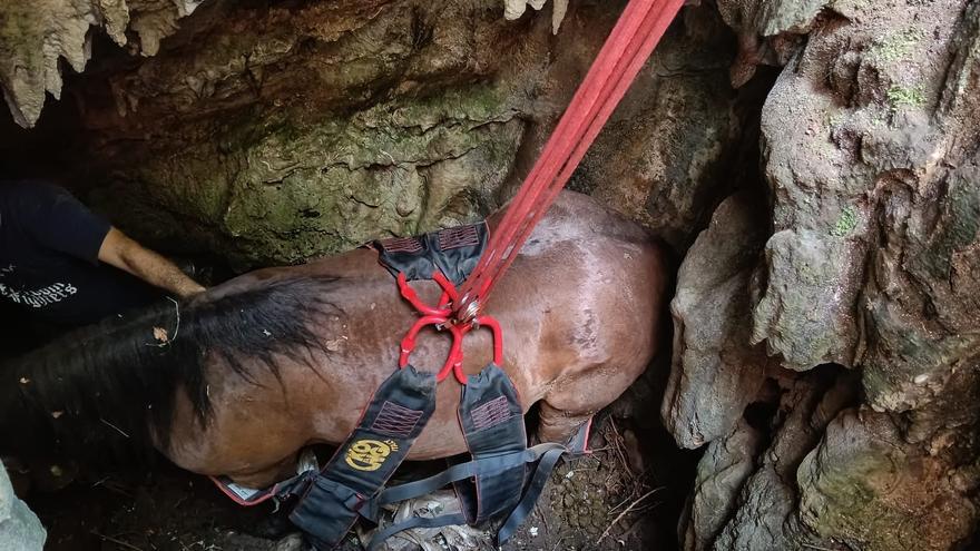 Rescatan en Aralar a una yegua de 500 kilos tras caer a una cavidad de cuatro metros