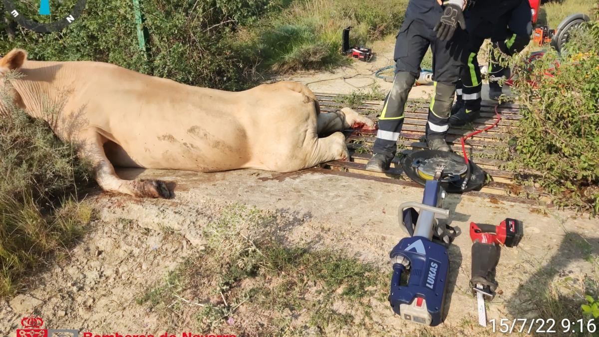 La vaca herida tras quedar atrapada, en un paraje cerca de Liédena.