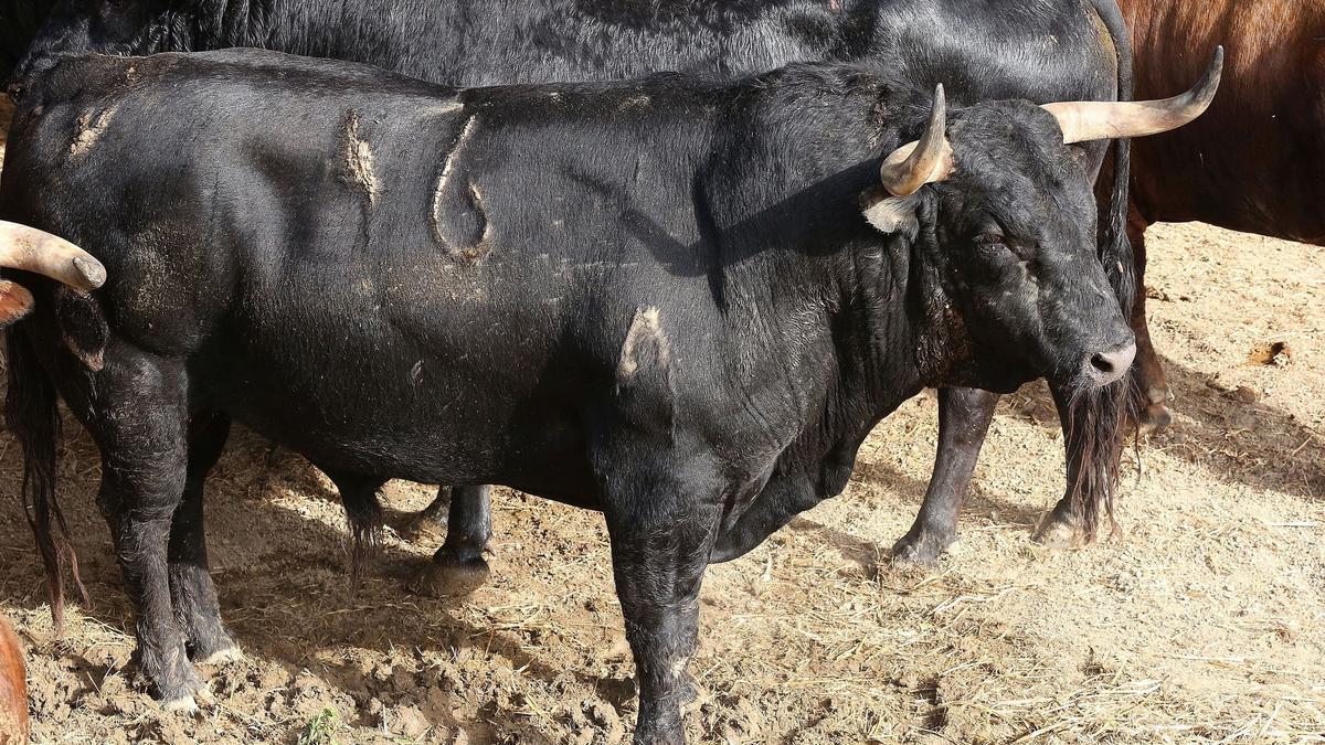Nº 46.  chistoso. 580 kilos. Negro mulato y meano. Nacimiento: Noviembre/2018. Guarismo 9. Cinqueño.