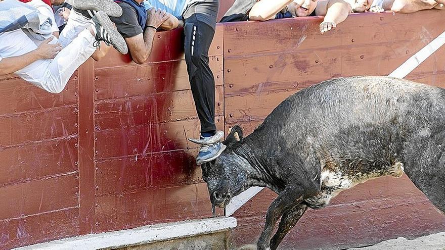 Un joven es atrapado por la vaca a la plaza golpeándose en el pecho y posteriormente sería trasladado.  | FOTO: S.C.