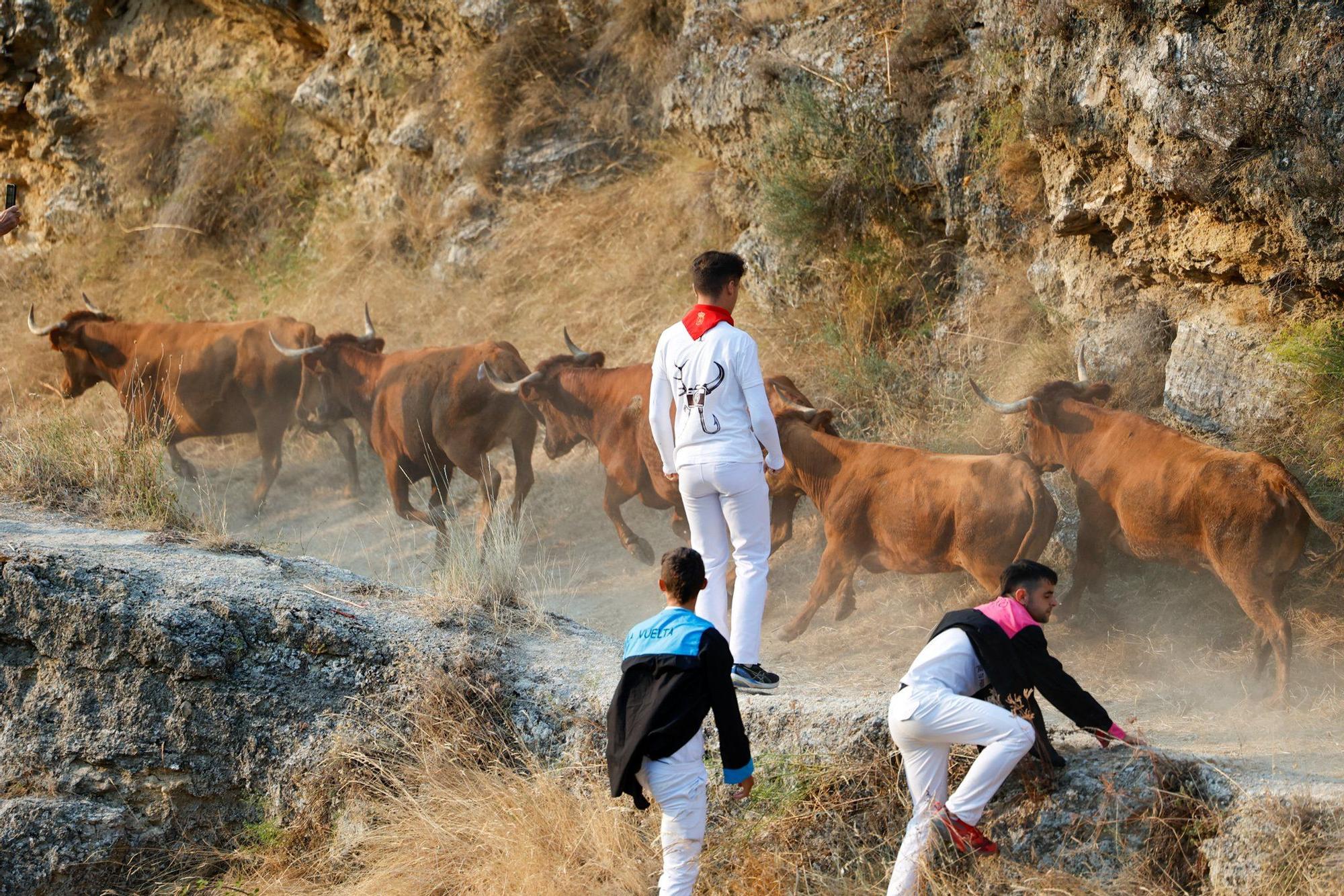 Fotos del cuarto encierro del Pilón de Falces 2025