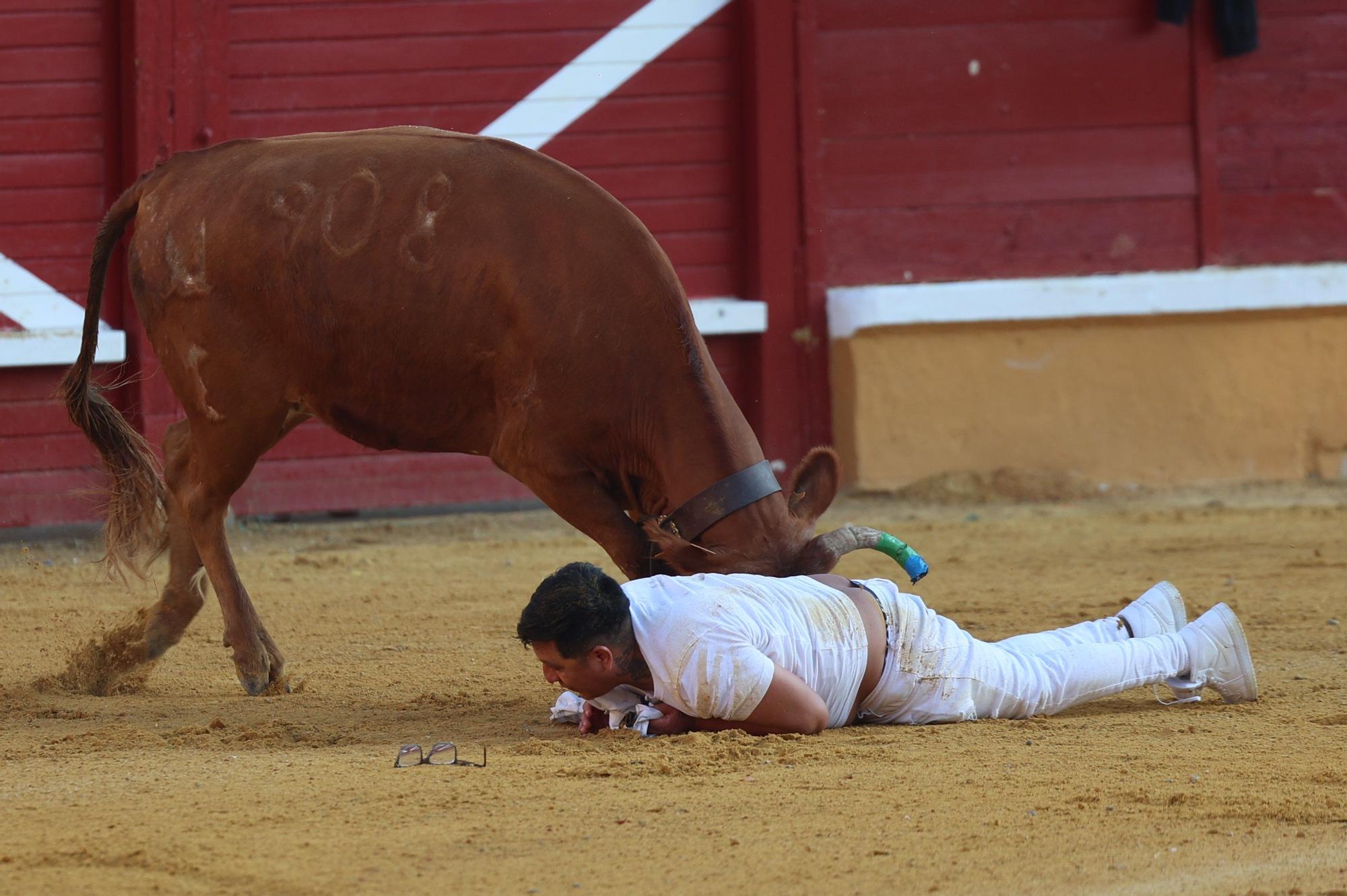 Suelta de vaquillas tras el tercer encierro de Tudela