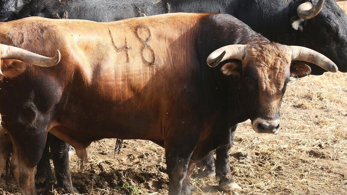 Nº 48. ILUSTRADO. 505 kilos. Castaño. Nacimiento: Octubre/2019. Guarismo 0. Cuatreño.