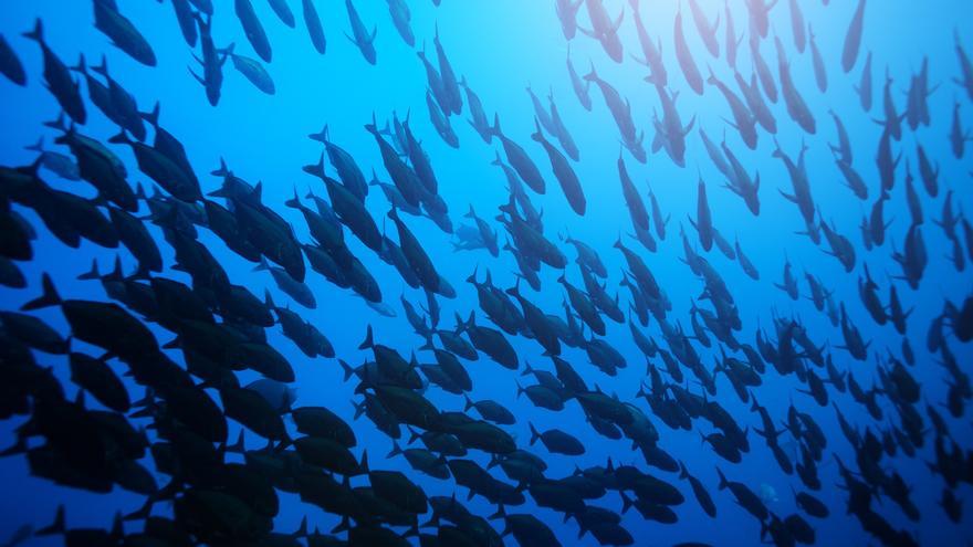 China alerta de la presencia de tortugas y peces 'espía' para robarle información marítima sensible