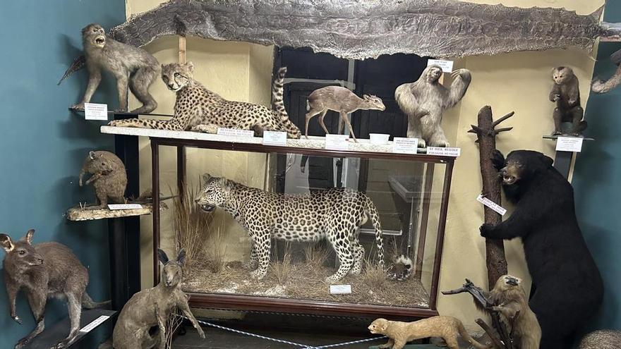 Hontza Museoa acerca el Pleistoceno con el oso cavernario de Askondo