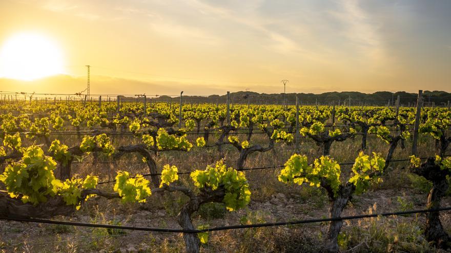 Si te gusta la gastronomía y tienes perro, esta Ruta del Vino te lo pone fácil