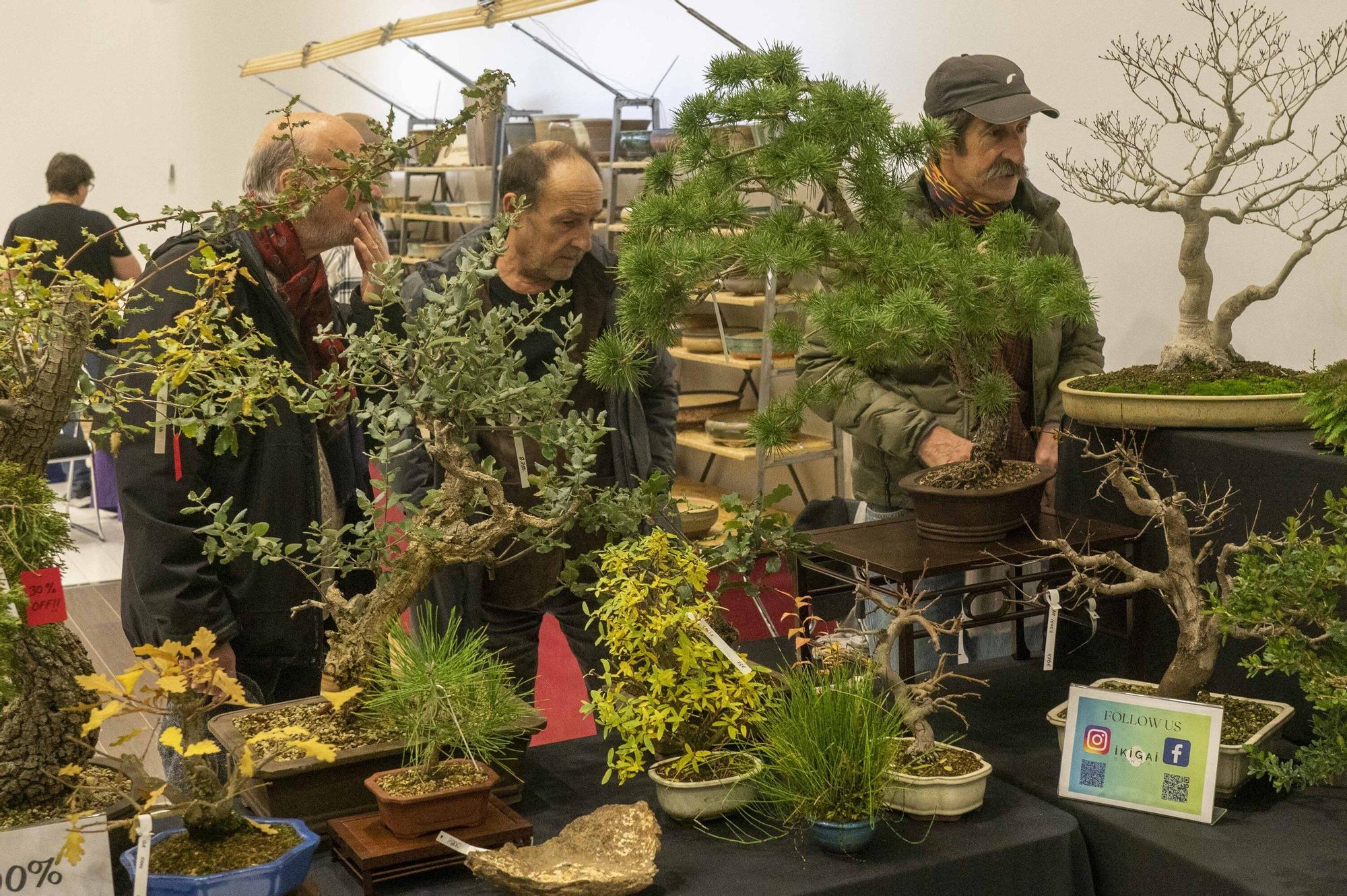 En imágenes: El arte del bonsái llega a Vitoria-Gasteiz