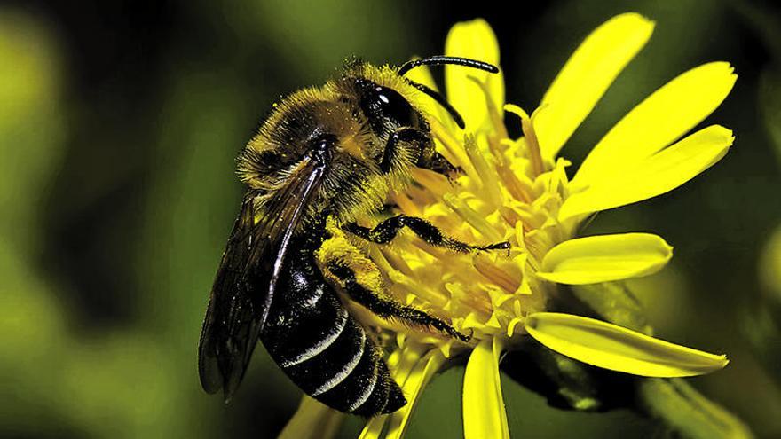 Las picaduras de abeja son una de las principales caudas de reacciones alérgicas.