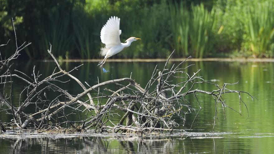 Las olas de calor también pasan factura a las aves de Salburua