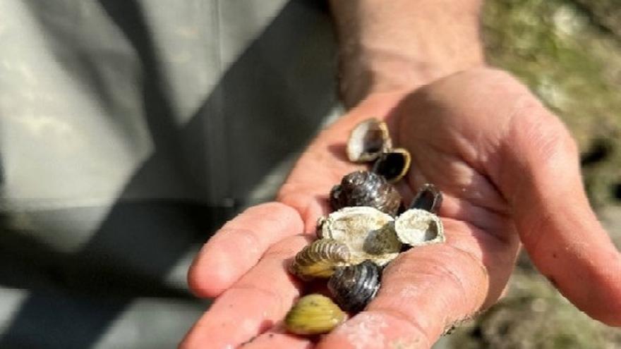 Oria beheko tartean Asiako txirla dagoela berretsi dute laginketa berriek