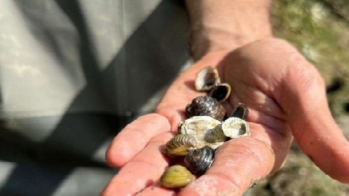 Oria beheko tartean Asiako txirla dagoela berretsi dute laginketa berriek.