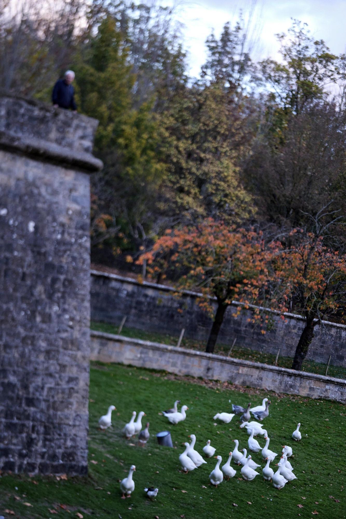 EN FOTOS | Estas son las jaulas que prepara el Ayuntamiento para confinar todas las aves de la Taconera