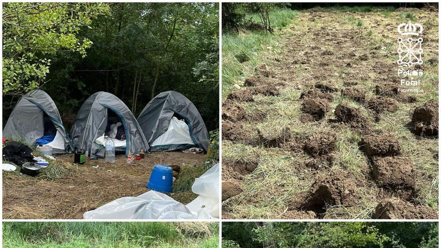 Video | Desmantelada una plantación clandestina de marihuana en la zona de Tafalla