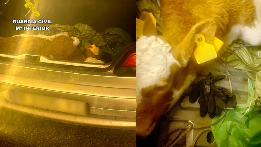 Una pareja roba un ternero en Karrantza y se lo lleva a Cantabria en el maletero