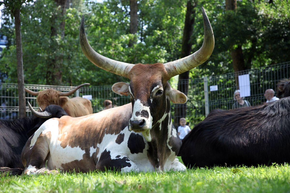 El parque de Torrebillela albergó una exposición de animales.