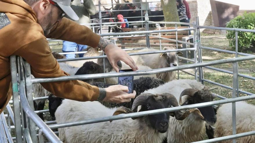 Las mejores razas autóctonas vascas, sometidas a puja en el Instituto Agrario de Arkaute