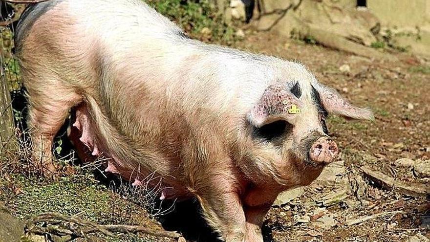 Engraxi, la reina de 2015.