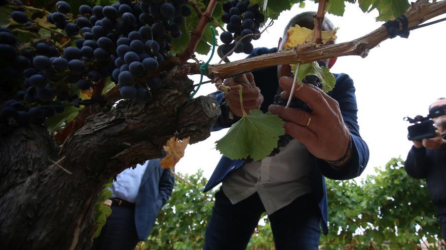 La vendimia en Navarra finaliza con un histórico descenso de producción de uva, pero de &quot;excelente calidad&quot;