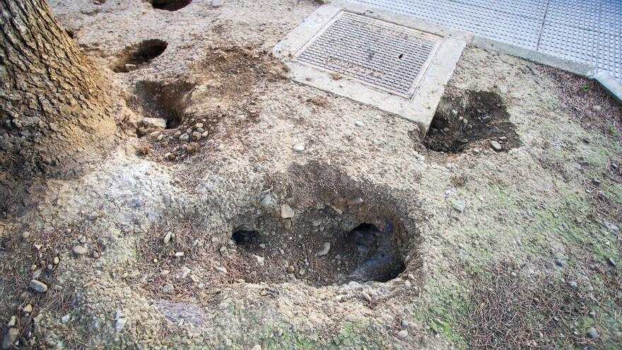 Ratas en Barañáin: vecinos denuncian la presencia de roedores en la zona del Parque Belagua