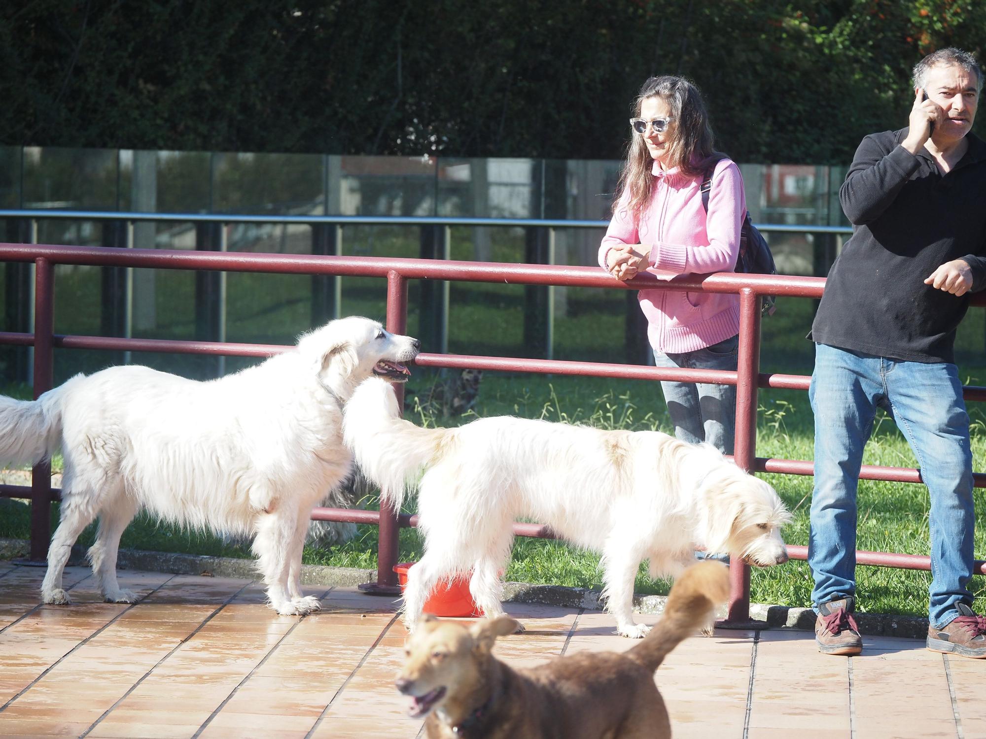 Las piscinas de Eibar han sido coto privado para los perros